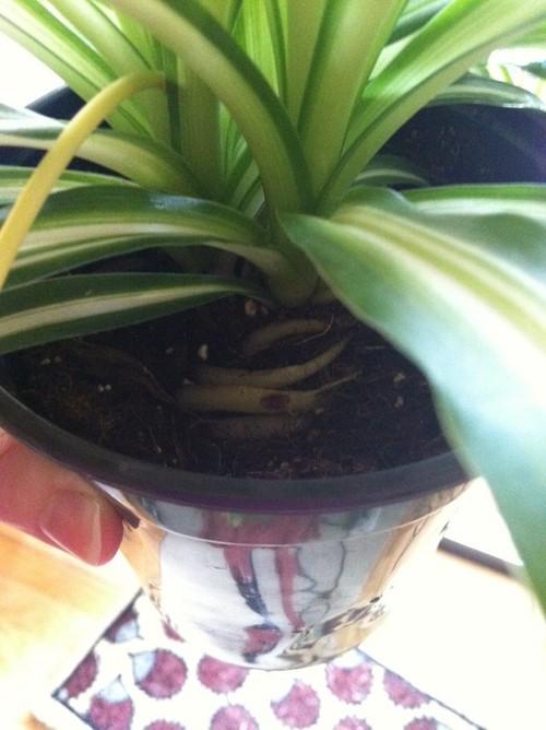 Repotting spider plant care