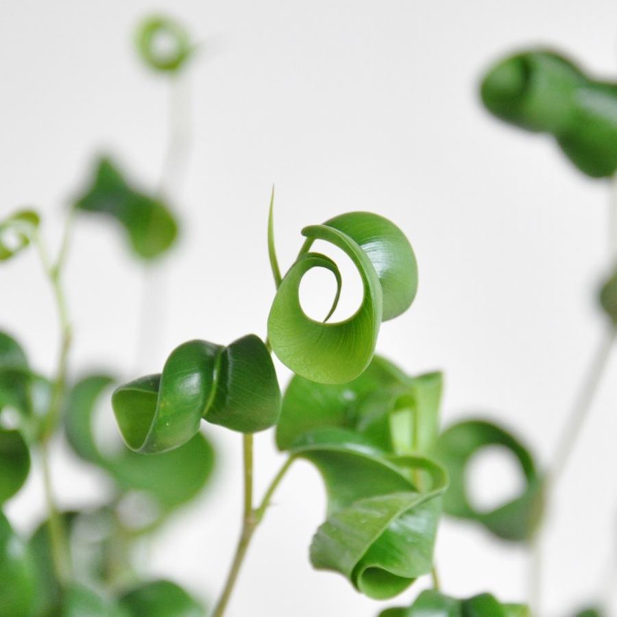 フィカス ベンジャミン バロックの育て方 植物図鑑 笼岛 みどり 绿手指 最专业的养花app