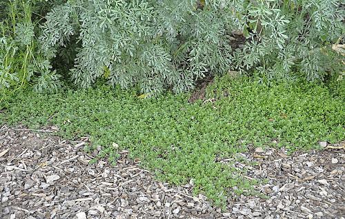 Woolly Thyme Ground Cover, Which Thyme Is Best For Ground Cover