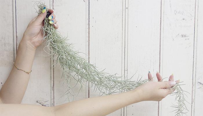 エアプランツ チランジア ウスネオイデスの育て方 笼岛 みどり 绿手指 最专业的养花app