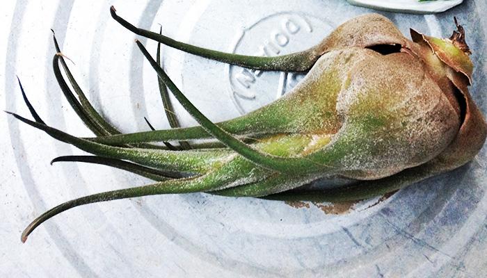 エアプランツ チランジア セレリアナの育て方 笼岛 みどり 绿手指 最专业的养花app