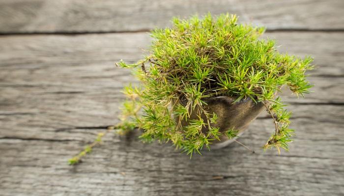 サギナ アイリッシュモス の育て方 植物図鑑 笼岛 みどり 绿手指 最专业的养花app