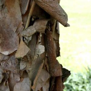 Dogwood Bark Peeling Off: Fixing Tree Bark Flaking On Dogwood Trees
