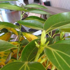 平安树扦插繁殖方法