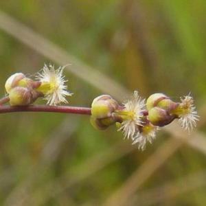 Slender Arrowgrass
