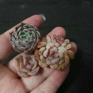 昨天到的。