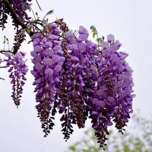 花卉植物病害：紫藤脉花叶病