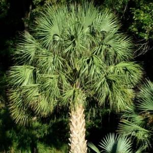 What Are Cabbage Palms: Information On Cabbage Palm Care