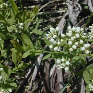Bastard Toadflax