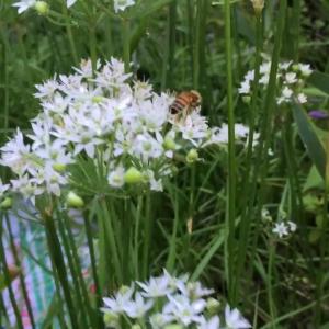 Care Of Garlic Chives – How To Grow Wild Garlic Chives Plants