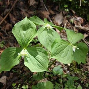 Trillium flexipes