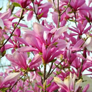 Magnolia liliiflora – Lily Magnolia