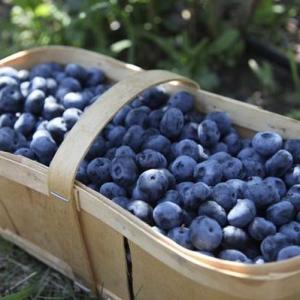 How to Grow Blueberry Plants From Seed