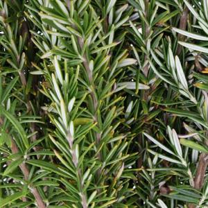 Brown Rosemary Plants: Why Rosemary Has Brown Tips And Needles