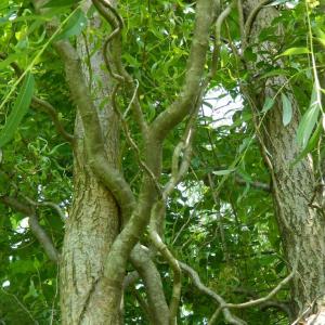 Corkscrew Willow Care: Tips For Growing A Curly Willow Tree