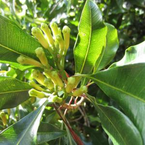 What Are Clove Tree Uses: Clove Tree Information And Growing Tips