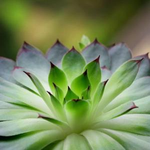 Hens and Chicks Are Low Growing, Evergreen Charmers
