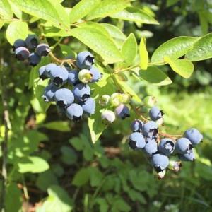 How to Grow Blueberry Bushes