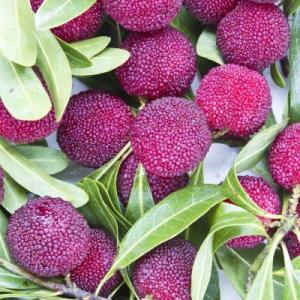 Chinese Bayberry Info: Growing And Caring For Yangmei Fruit Trees