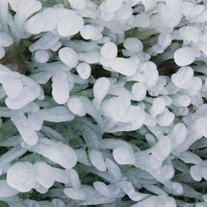 Caring for Ice Plants (Lampranthus)