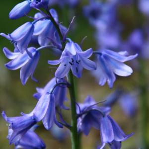 Blue Flowers Add Style and Color to Any Garden