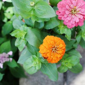 Can I Plant Zinnias in Pots?