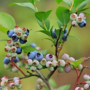 How to Grow Blueberries in Georgia for Optimum Growth
