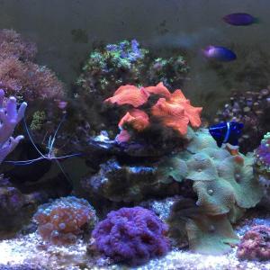 水族 珊瑚缸