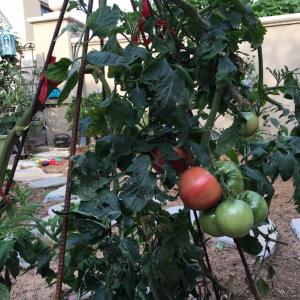 西红柿居然现在还在结还在红，明年继续种。好吃