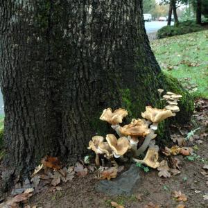 Armillaria Root Rot Treatment: Causes Of Armillaria Root Rot Of Apple Trees