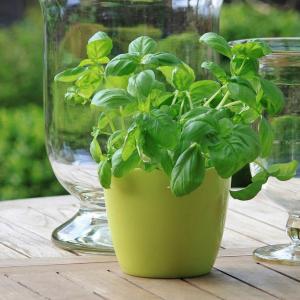 13 Easy to Grow Herbs for New Gardeners