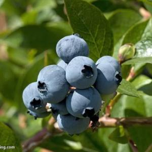 How to Get the Soil Just Right for Growing Blueberries