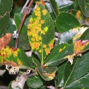 Tree Care: What Causes Brown Leaves on Trees?