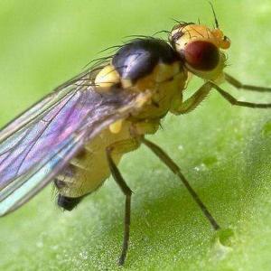 花卉植物虫害：美洲斑潜蝇