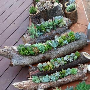 10 Secrets for Growing Healthy Succulents Outdoors