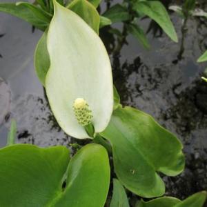 Calla palustris – Water Arum, Bog Arum