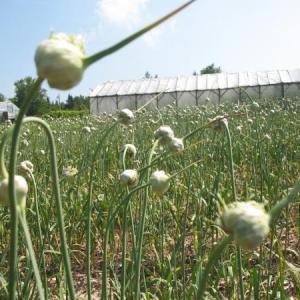 Garlic Plant Bulbils: Tips For Growing Garlic From Bulbils