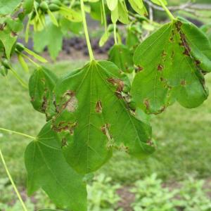 Anthracnose of Trees