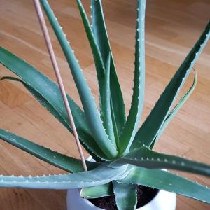 What kind of Aloe?