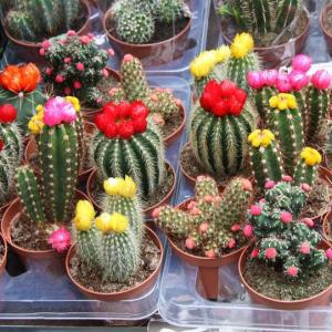 How Long Does It Take to Grow a Cactus?