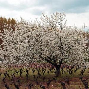 Árboles frutales: el cerezo