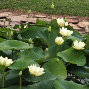 Lotus Plant Care – Learn How To Grow A Lotus Plant