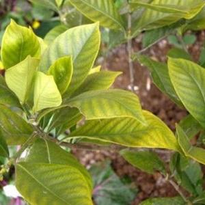 Yellow Plant Leaves: Find Out Why Plant Leaves Turn Yellow
