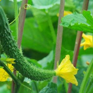 Growing Cucumbers Vertically | How to Grow Cucumbers in Small Garden