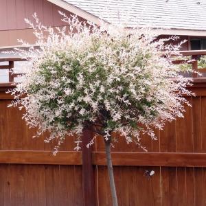 What Is A Flamingo Willow: Care Of Dappled Japanese Willow Tree