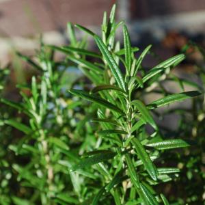 Tips For Harvesting And Drying Rosemary