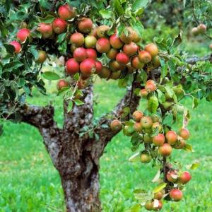 Apple Tree Planting Guide: Growing An Apple Tree In Your Yard