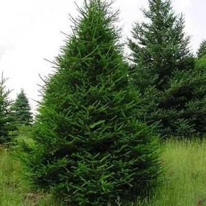 Norway Spruce Tree Info: Care Of Norway Spruce Trees