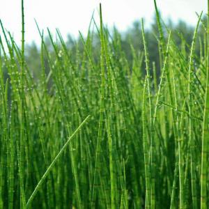 Horsetail Herb Growing And Info: How To Grow Horsetail Herbs
