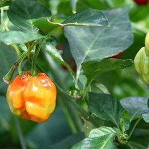 How to Stop Bugs From Eating Pepper Plants
